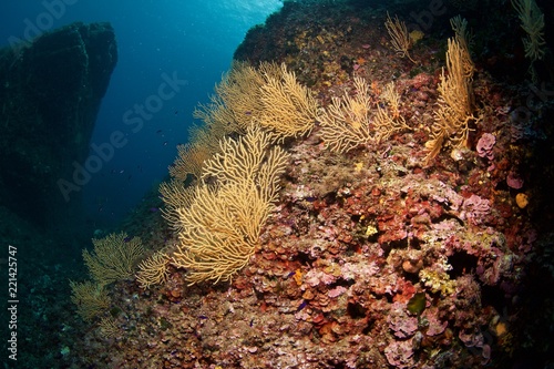 Corail Jaune, yellow coral