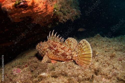 Poisson scorpion, scorpion fish