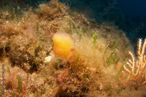 Nudibranche, nudibranch photo