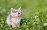 Adorable young cat in the green