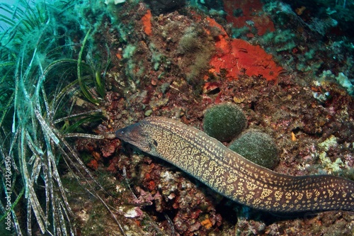 Murène, Moray eel photo