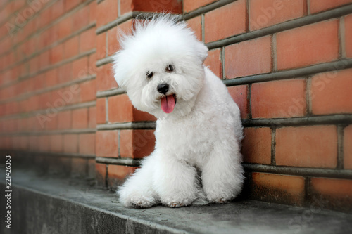 Slika na platnu bichon frise puppy cute portrait