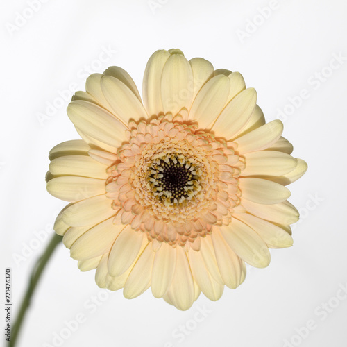 Perennial plant flower gerbera light yellow color.