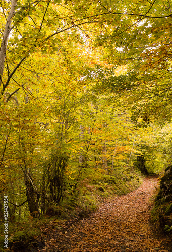 Hiking through the beech forest of Fabucao