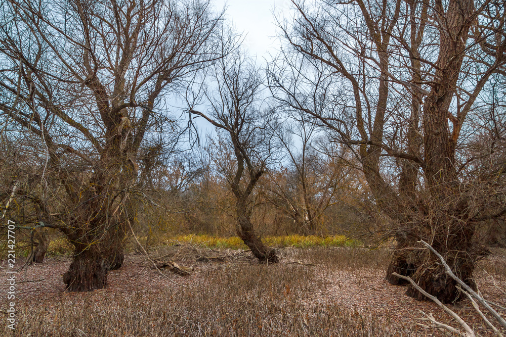 Three bare willow trees standing around glade in the late fall Three bare willow trees standing around glade in the late fall