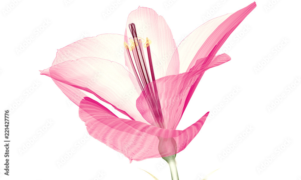 Fototapeta premium x-ray image of a flower isolated on white, the Ameryllis 3d illustration.