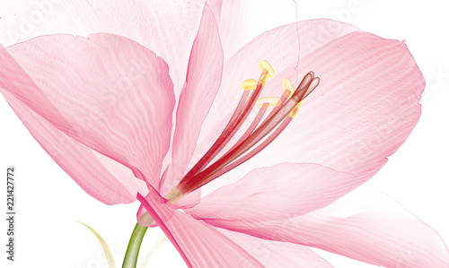 Fototapeta Naklejka Na Ścianę i Meble -  x-ray image of a flower  isolated on white, the Ameryllis 3d illustration.