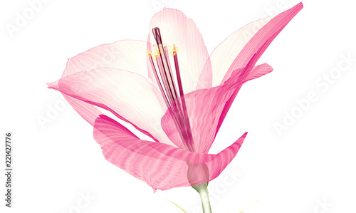 Fototapeta Naklejka Na Ścianę i Meble -  x-ray image of a flower  isolated on white, the Ameryllis 3d illustration.