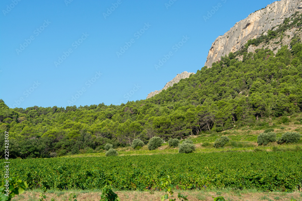 Naklejka premium French red AOC wine grapes plant, new harvest of wine grape in France, Vaucluse, Gigondas domain or chateau vineyard Dentelles de Montmirail