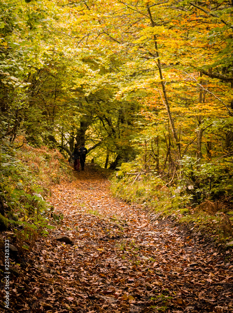 Fototapeta premium Hiking through the beech forest of Fabucao