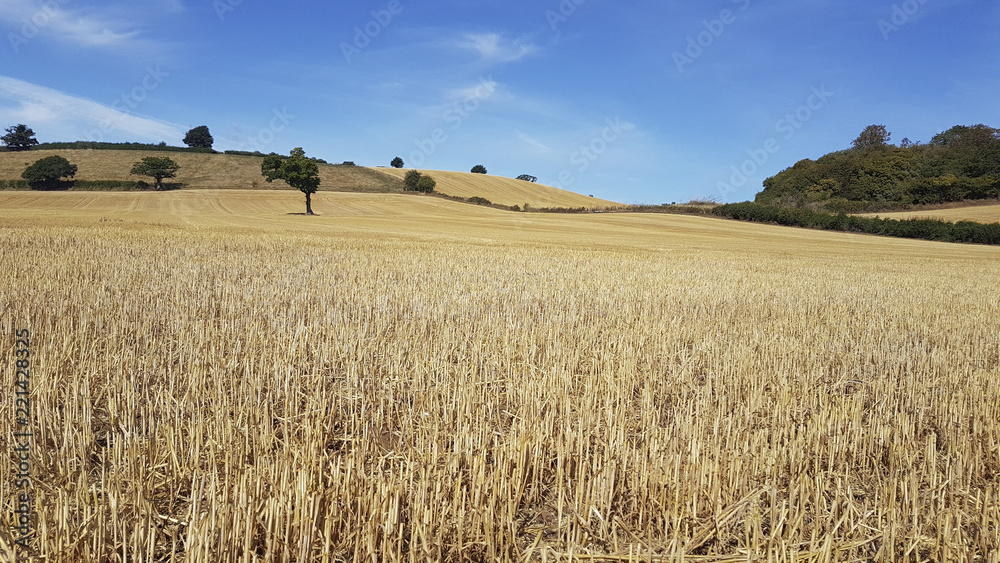 Golden field of corn