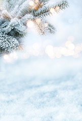 Fir branches in winter