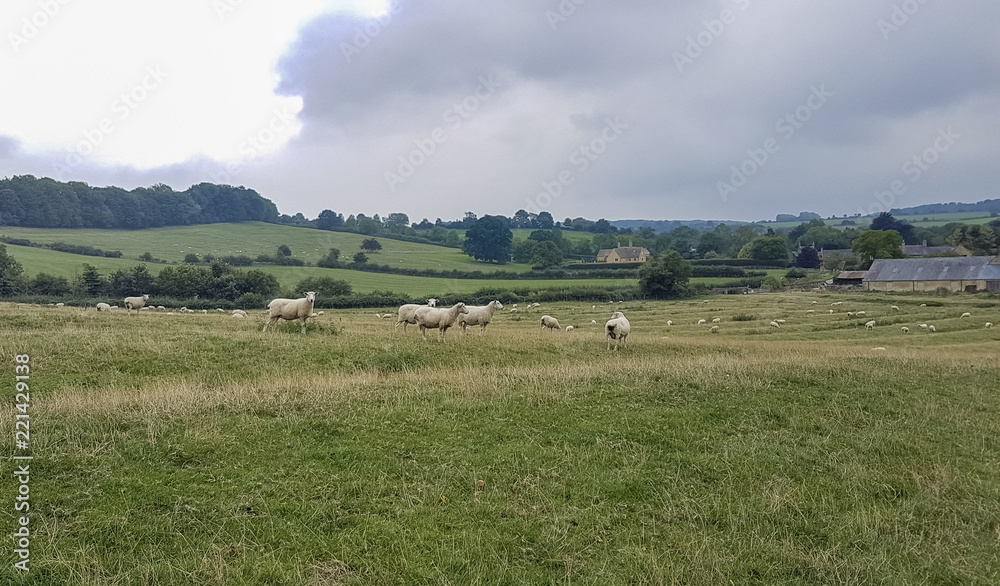 Sheep grazing in an undulating field