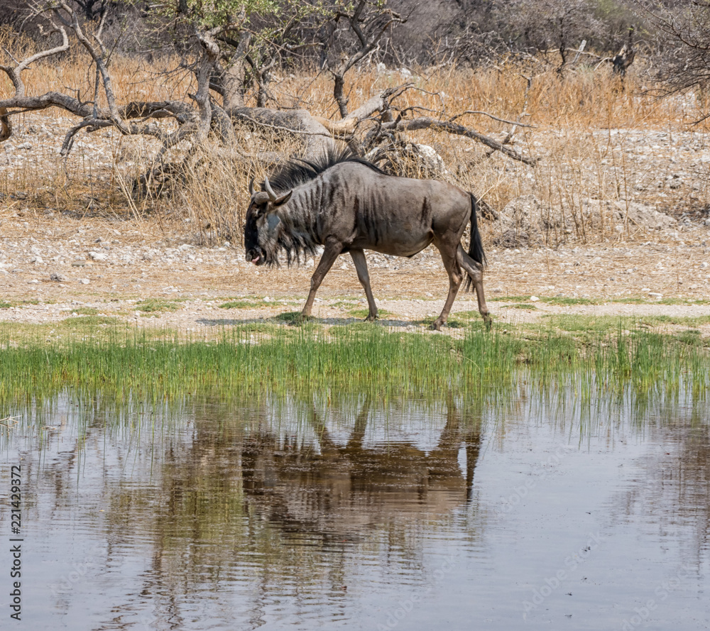 Fototapeta premium Blue Wildebeest