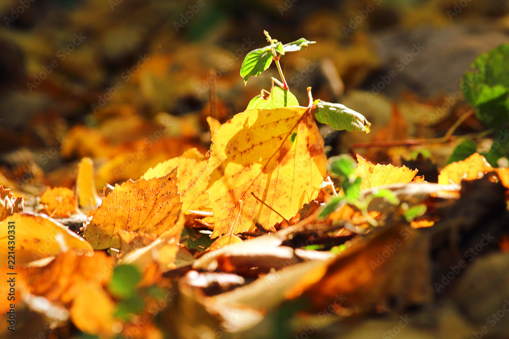 Autumn leaves in the forest or in the park on the ground are lit by the sun. Colorful background. Autumn blurred background. Selective focus, side view, place for text. Autumn leaves in the forest or in the park on the ground are lit by the sun. Colorful background. Autumn blurred background. Selective focus, side view, place for text.