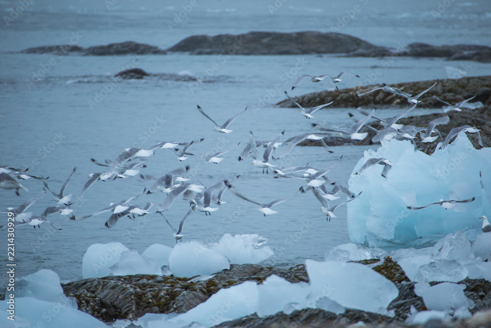Fototapeta premium Black-legged kittiwake in the Arctic.