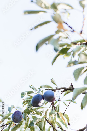 Ripe plums on tree branch. View of fresh organic fruits with green leaves on plum tree branch in the fruit garden. Bright minimalism photo