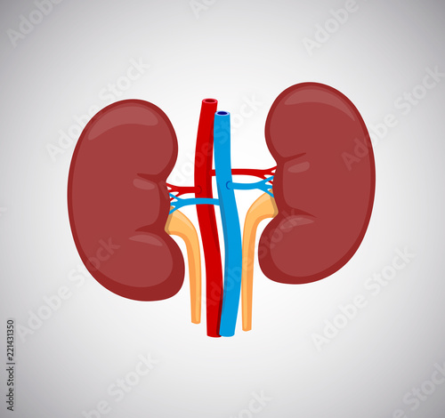 Kidney left and right vector Illustration. Human internal kidneys organ.