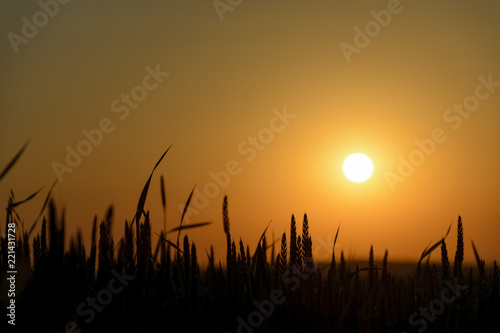 Silhouette of Wheat cereals in a field at sunrise.