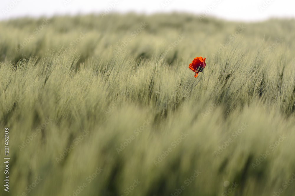Fotografie single poppy on a wheat field , blurry background.