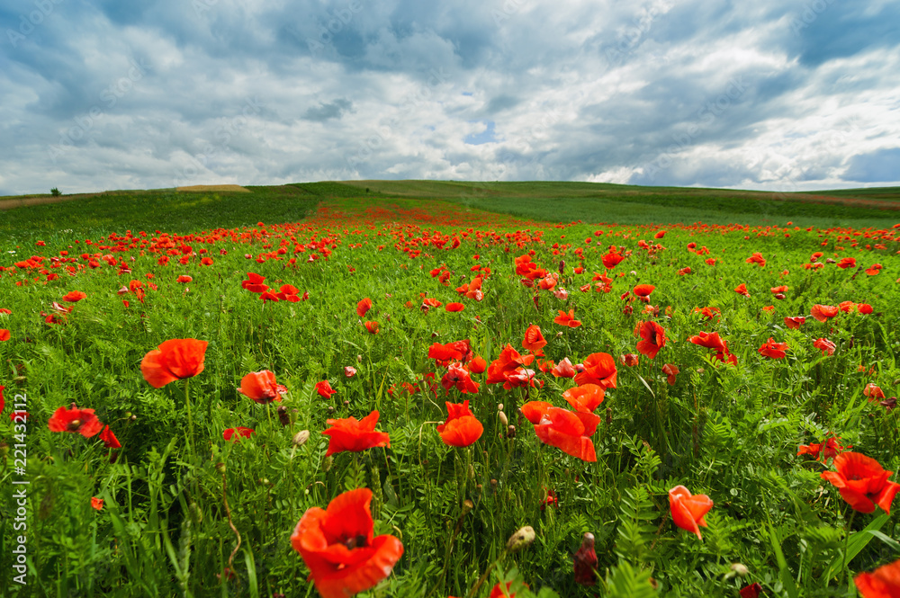 Picturesque landscape with poppy flowers the blue cloudy sky