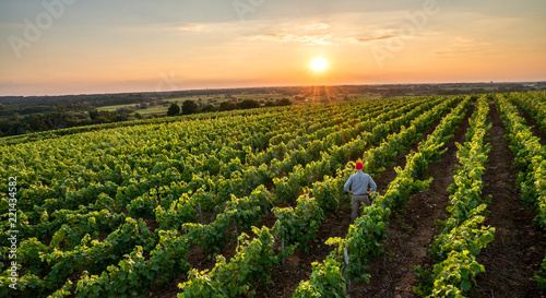 Top view. A winegrower in his vines at sunset