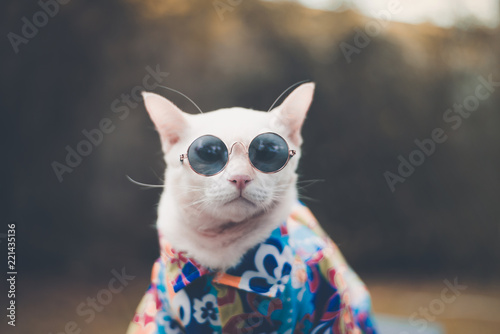 Portrait of Hipster White Cat wearing sunglasses  and shirt animal  fashion concept.