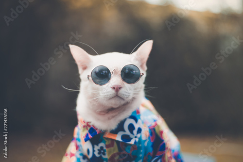 Fototapeta Naklejka Na Ścianę i Meble -  Portrait of Hipster White Cat wearing sunglasses  and shirt,animal  fashion concept.