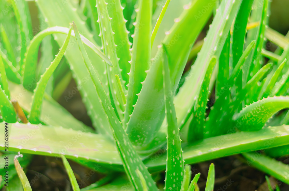 Aloe vera,Lilium,close up of green leaves, Aloe vera is a very useful herbal medicine for skin care and hair care that can be used as treatment. Aloe vera,Lilium,close up of green leaves, Aloe vera is a very useful herbal medicine for skin care and hair care that can be used as treatment.