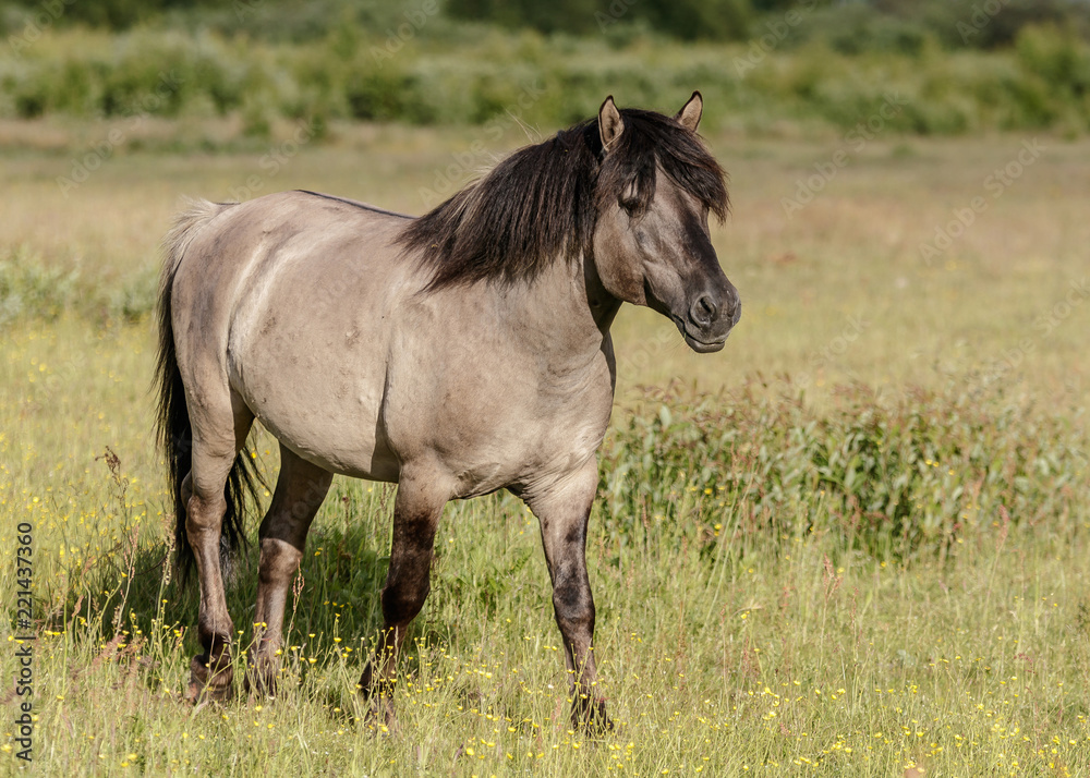 beautiful wild horses graze in grasslands beautiful wild horses graze in grasslands