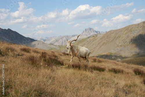 Fotografie old king of moutain