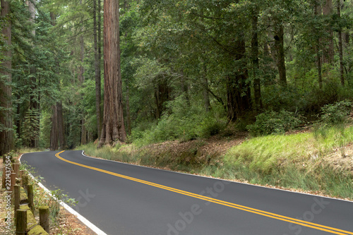 Two lane road in Big Basin Redwood State Park in California