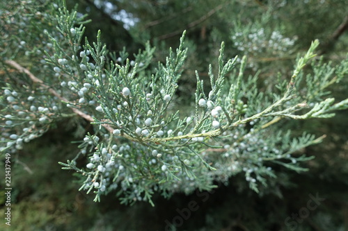 Close shot of branch of Pfitzer juniper with berries