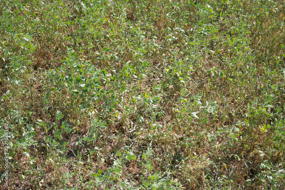 Alfalfa field damaged by drought. Close-up of damaged Medicago Sativa plant Alfalfa field damaged by drought. Close-up of damaged Medicago Sativa plant