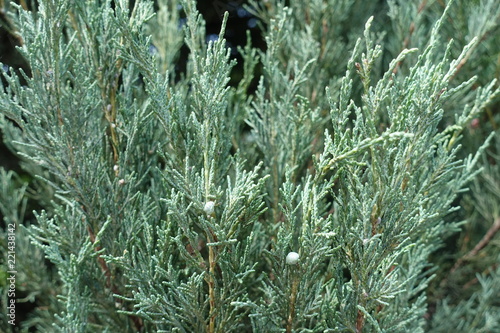 Pair of blue berries in the foliage of Pfitzer juniper photo