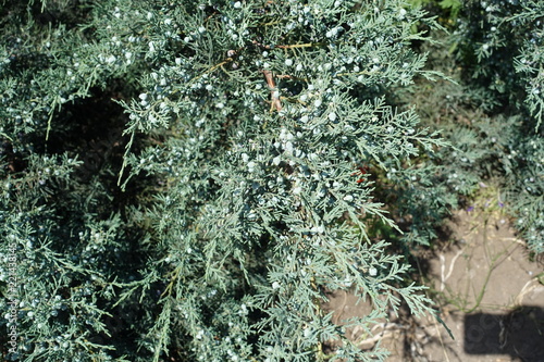 Many light blue berries on branch of Pfitzer juniper photo