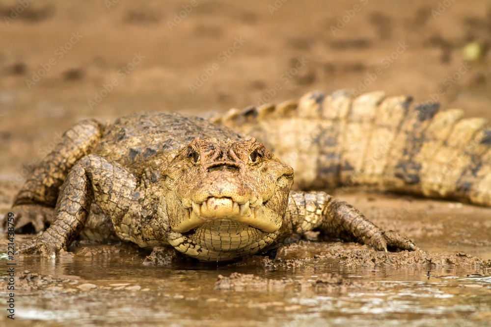 Fototapeta premium Spectacled Caiman - Caiman crocodilus lying on river bank in Cano Negro, Costa Rica, big reptile in awamp, close-up crocodille portrait, dangerous hunter resting on shore