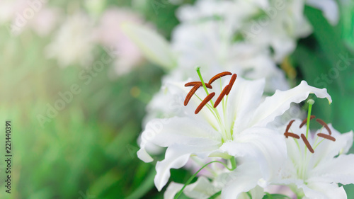 White lilly in the garden,Lily joop flowers,Lilium oriental joop,spring flower.