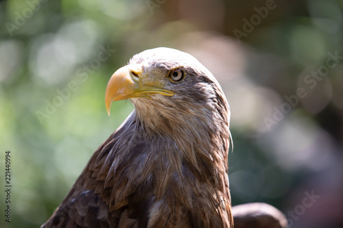 Adler