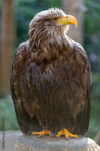 Adler