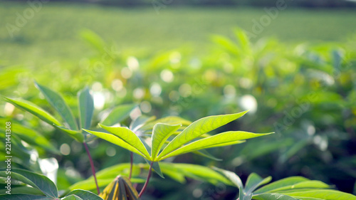 Cassava in the beautiful green countryside.