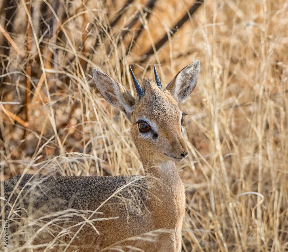 Dik-dik Dik-dik