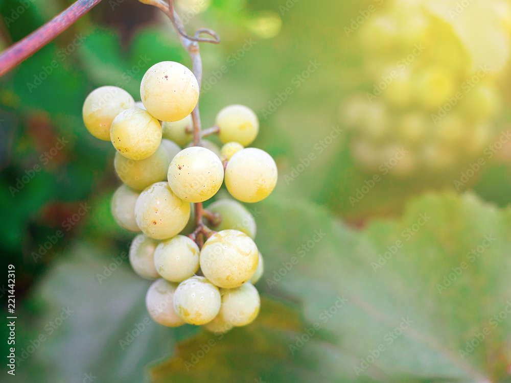 Sweet and tasty white grape bunch on the vine