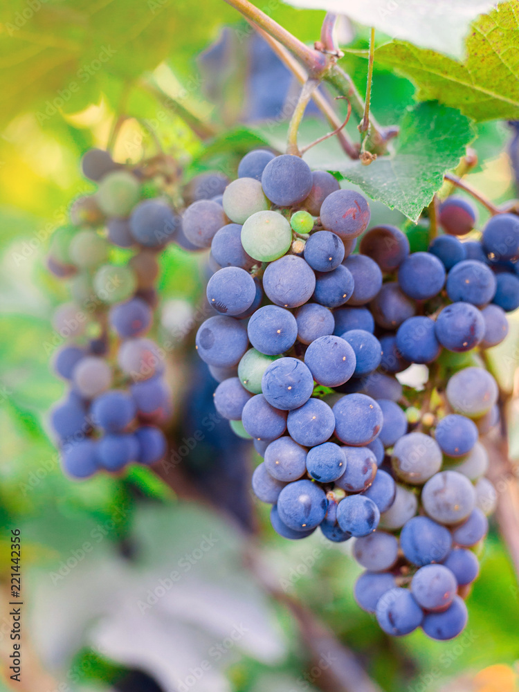 Close-up of bunches of ripe red wine grapes on vine, harvest