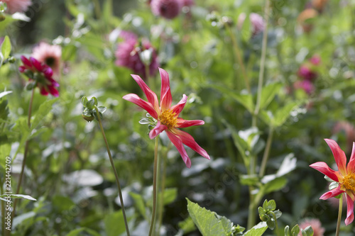 yellow pink flower in graden