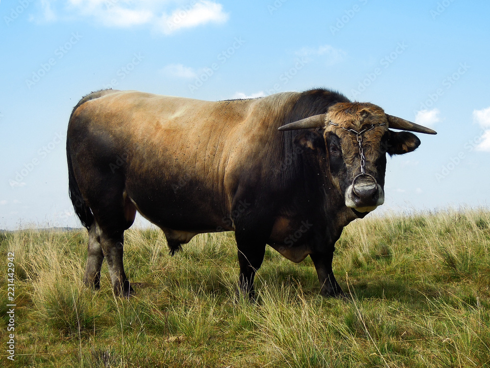 Taureau Aubrac Aveyron 1