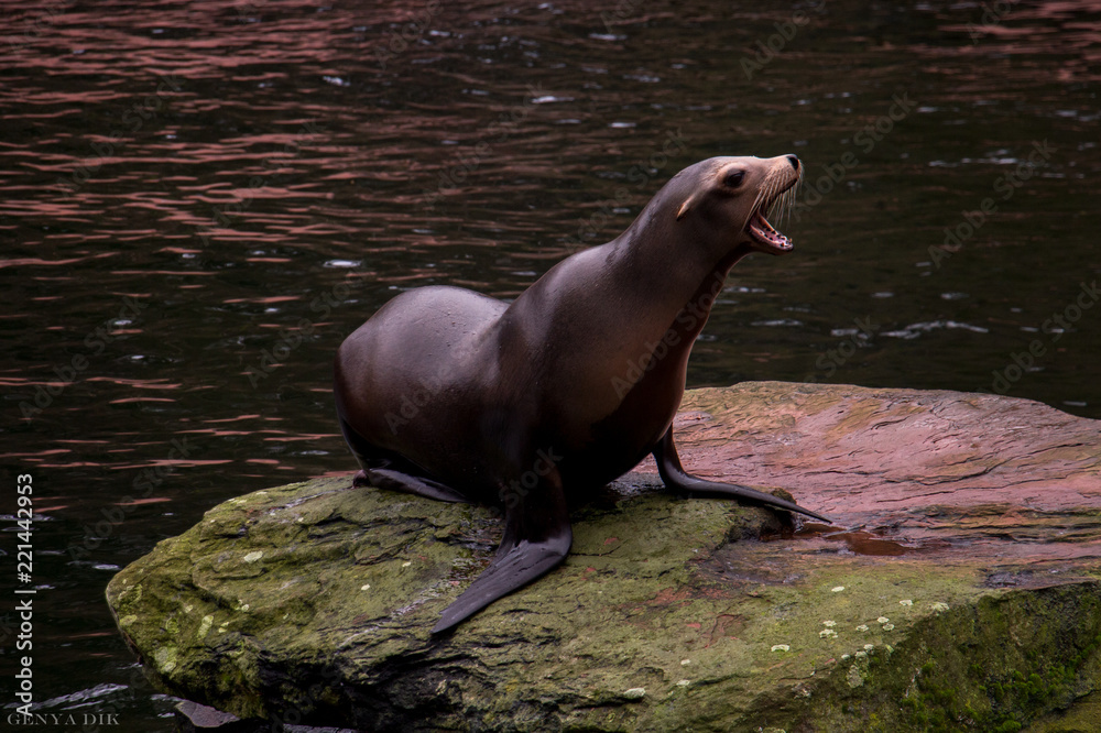 Fototapeta premium Seal