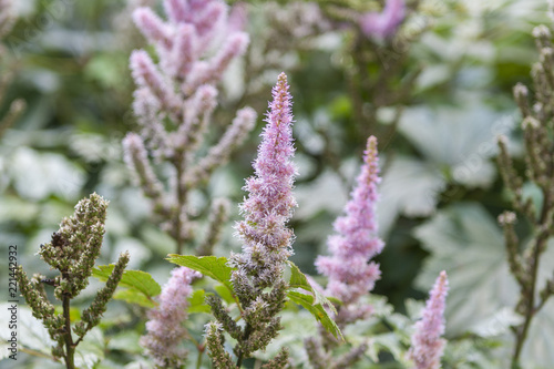 pink flower, plant in garden