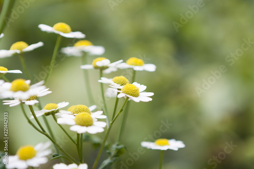 daisy, daisies  © Laura