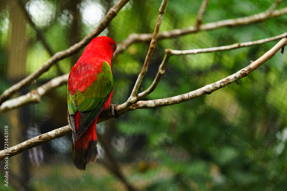 The red parrot is eating fruit. Wildlife caused by tropical forest ... Biology Diagrams